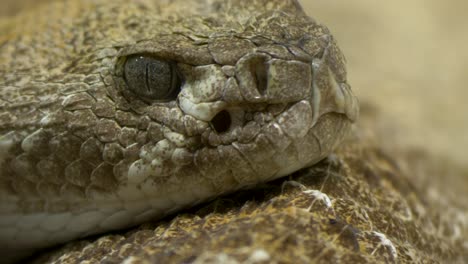 Epic-close-up-of-an-Eastern-diamondback-rattlesnake-