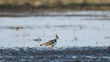 Lapwing-bird-feeding-during-spring-morning-wetlands-flooded-meadow