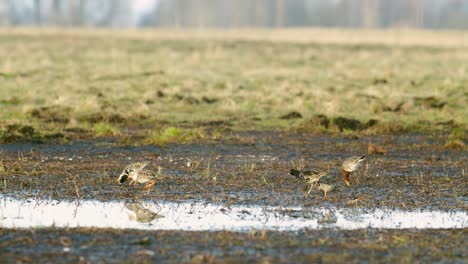 Uferschnepfe-Und-Ein-Schwarm-Kampfläufer-Während-Des-Frühjahrszugs-Auf-überschwemmten-Wiesen-In-Feuchtgebieten