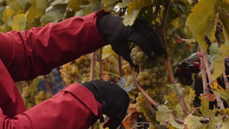 Labourers-carefully-harvesting-bunches-of-white-grapes-in-vineyard-with-shears