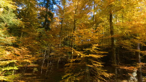 Flying-through-the-beautiful-Autumn-forest-of-Jorat-Woods-near-Lausanne,-Vaud-Switzerland