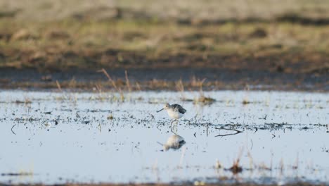Common-greenshank-feeding-during-spring-migration-flooded-meadow-wetlands