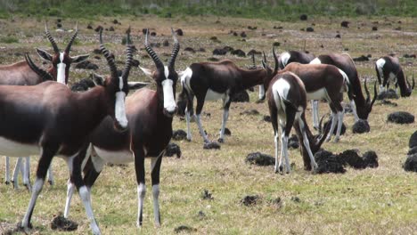 Close-up-of-an-alert-herd-of-bontebok-in-the-South-African-bush
