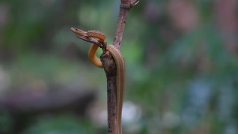 Seen-perched-on-top-of-a-bamboo-twig-under-the-rain-in-the-forest