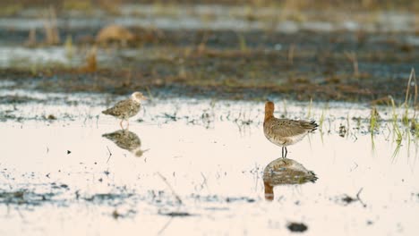 Black-tailed-godwit-during-spring-migration-in-wetlands-flooded-meadow-feeding-and-resting