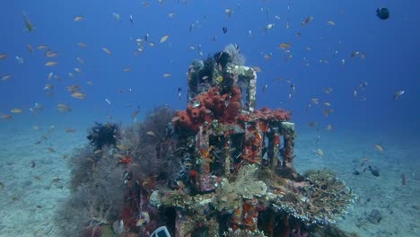 years-of-coral-growth-on-a-pyramid-artificial-reef-with-colorful-tropical-fish-swimming-around