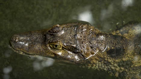 Erstaunliche-Nahaufnahme-Eines-Alligators,-Der-In-Klarem-Wasser-Schwimmt