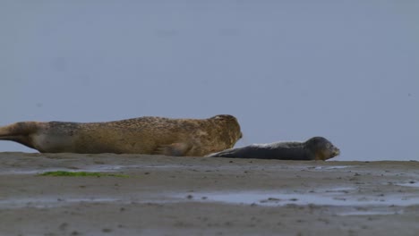 Mother-Seal-Looking-And-Moving-Past-Baby-Seal-Resting-On-Sandbank-At-Texel-Wadden-Island