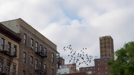 Flock-Of-Pigeons-Launching-From-Uptown-Manhattan-Rooftop,-New-York-City,-U