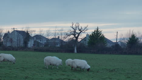 Flock-of-sheep-eating-grass-near-housing-estate