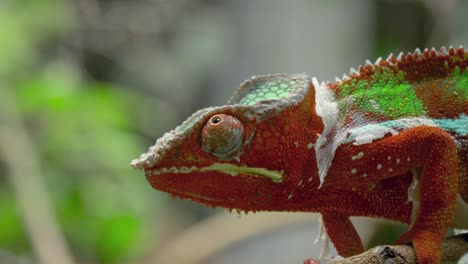 Epic-close-up-of-a-Panther-chameleon-