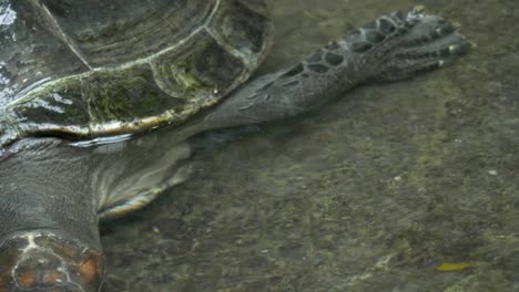 Close-up-of-a-yellow-spotted-river-turtle-