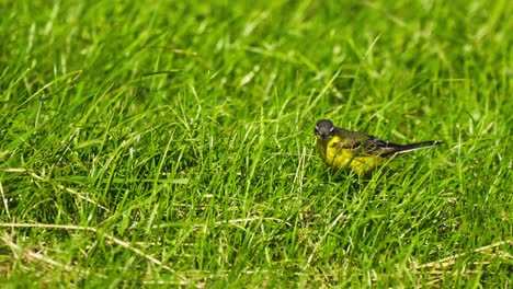 Yellow-Breasted-Chat-Walking-Through-Grass-At-Texel-In-Netherlands