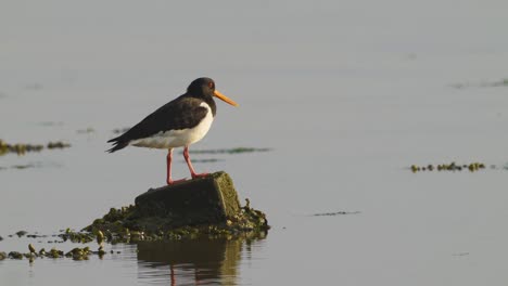 Oystercatcher-Bird-Perched-On-Rock-In-Calm-Waters-Looking-Around