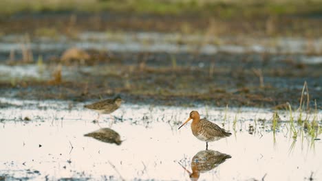 Black-tailed-godwit-during-spring-migration-in-wetlands-flooded-meadow-feeding-and-resting