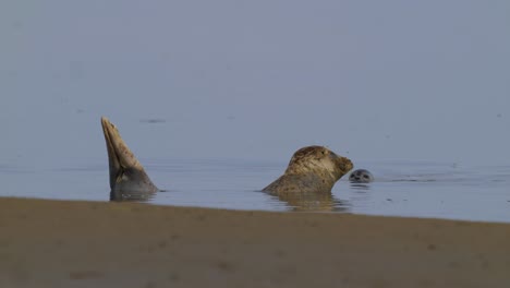 Mottled-seal-in-the-sea-with-head-and-tail-sticking-out-of-the-water