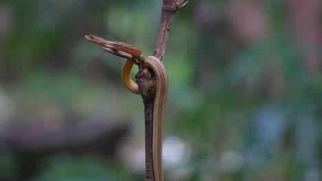 Perched-on-a-bamboo-twig-moving-and-adjusting-itself-while-facing-towards-the-left