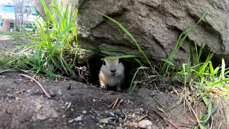 SLOW-MOTION---A-little-Prairie-Dog-sticking-its-head-out-of-a-hole-under-a-rock-in-a-park-on-a-sunny-day-in-Alberta-Canada