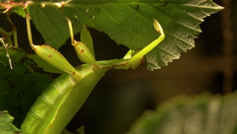 Close-up-of-a-Stick-insect-feeding-on-a-leaf