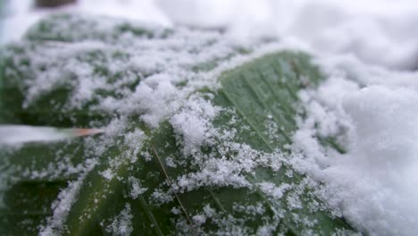 Green-plant-covered-in-white-snow-slow-motion