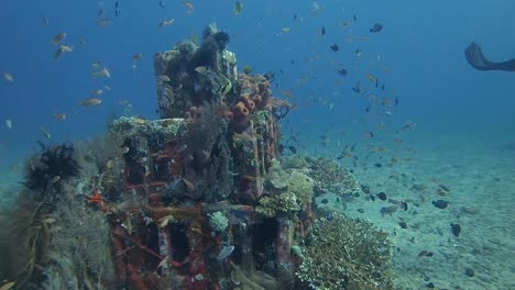 Tropische-Fische-Schwimmen-Um-Korallen-Herum,-Die-Auf-Einem-Künstlichen-Pyramidenriff-Wachsen