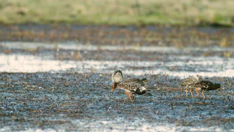 A-flock-of-ruffs-during-spring-migration-on-flooded-meadow-wetland-feeding