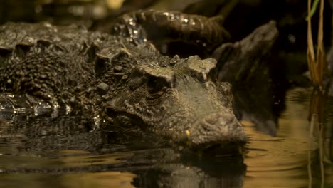 Close-up-front-view-of-a-large-crocodile-in-the-swamp