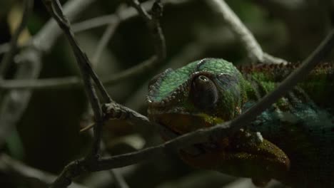 Close-up-of-a-resting-Panther-chameleon-