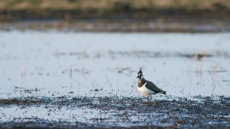 Lapwing-bird-feeding-during-spring-morning-wetlands-flooded-meadow