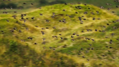 Flock-Of-Starlings-In-Flight-Over-Texel-Wadden-Island,-Netherlands
