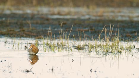 Black-tailed-godwit-during-spring-migration-in-wetlands-flooded-meadow-feeding-and-resting