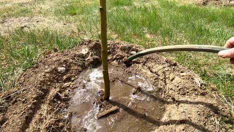 Watering-a-newly-planted-tree-with-a-garden-hose-in-a-persons-yard-on-a-sunny-day
