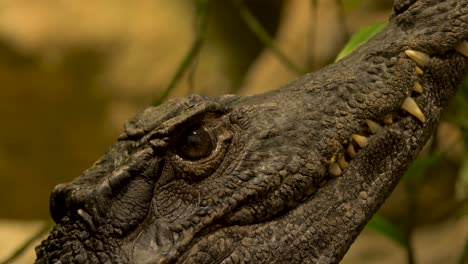Isolated-Close-up-portrait-of-the-head-of-a-crocodile