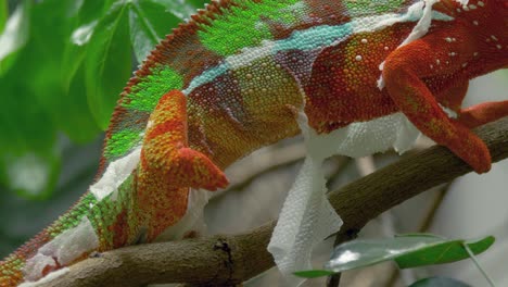 Detailed-shot-of-a-shedding-Panther-chameleon-