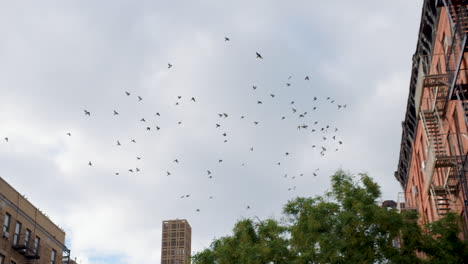 Flock-Of-Pigeons-Circling-In-Formation-Over-Uptown-Manhattan-Street,-New-York-City,-U