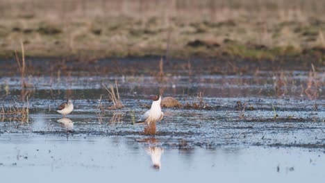 Black-headed-gull-on-spring-flooded-meadow-wetlands-feeding