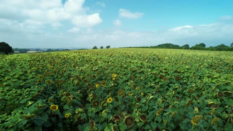 Beautiful-sunny-countryside-sunflower-meadow-field-aerial-view-flying-low-over-agricultural-field