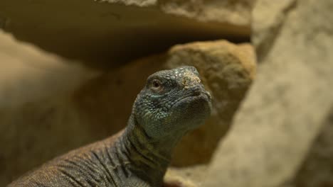 Close-up-of-a-Bell's-dabb-lizard