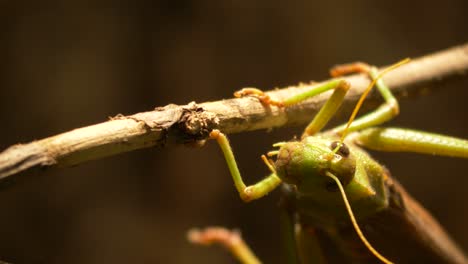 Macro-shot-of-Grasshopper-facing-the-camera
