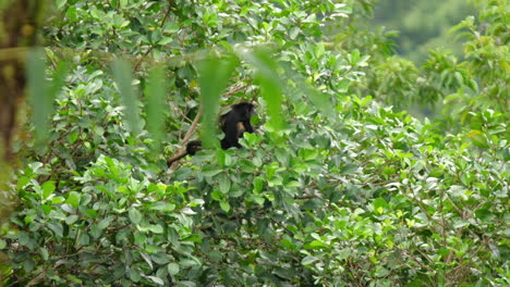 Mantled-Howler-Monkey-in-the-rainforests-of-Costa-Rica