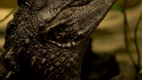 Close-up-detail-shot-of-the-hard-skin-of-a-crocodile