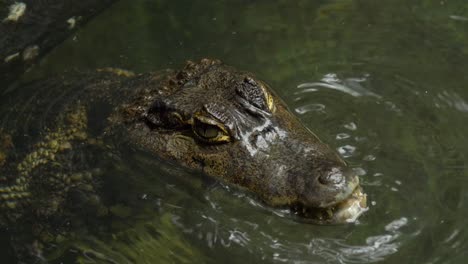 Nahaufnahme-Eines-Kauenden-Aligators