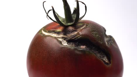 Hausgemachte-Schwarze-Tomate-Mit-Rissen,-Die-Anfangen-Zu-Schimmeln