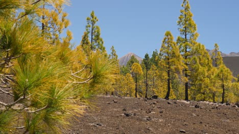 View-of-mount-Teide-volcano-on-Tenerife-with-canary-island-pines-in-the-foreground