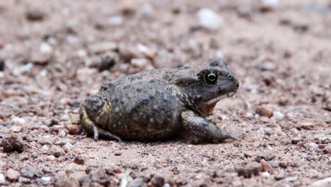 A-Sand-toad-rests-in-a-shady-area-on-the-ground-in-South-Africa,-close-up