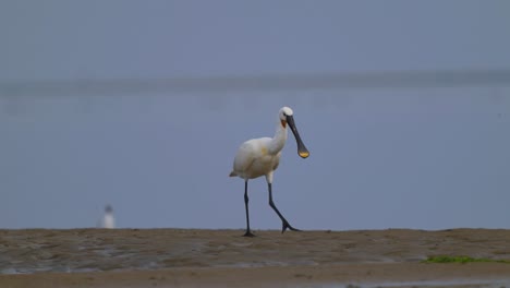 Eurasian-Spoonbill-Walking-On-Ground-At-Texel-Wadden-Islands-In-Netherlands