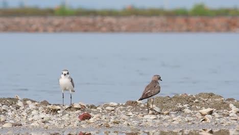 Seen-facing-the-opposite-sides-at-a-saltpan-also-revealing-shells,-reflection,-community-in-the-background-in-a-bokeh