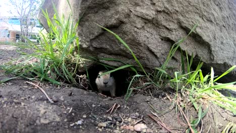 A-little-Prairie-Dog-sticking-its-head-out-of-a-hole-under-a-rock-in-a-park-on-a-sunny-day-in-Alberta-Canada