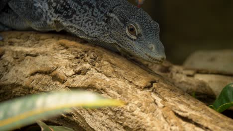 Blue-spotted-tree-monitor-uses-his-tongue-to-catch-scent-particles-in-the-air