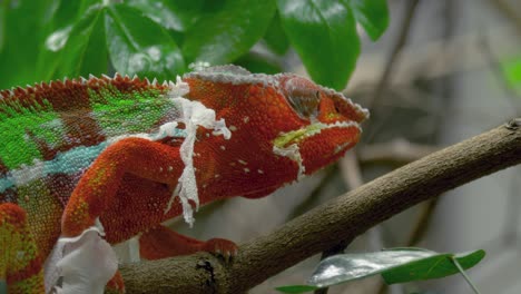An-epic-tracking-shot-of-a-Panther-Chameleon-climbing-a-tree-and-shedding-its-skin